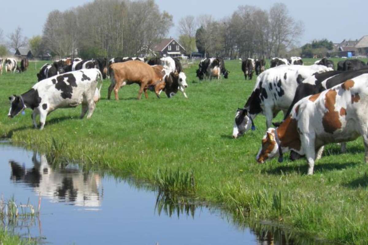 Duurzame veehouderij 0